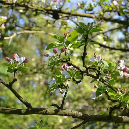 Vendégház La Bihoree